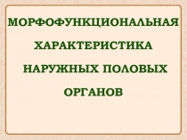 Морфофункциональная
характеристика
наружных половых органов