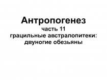 Антропогенез часть 11 грацильные австралопитеки: двуногие обезьяны