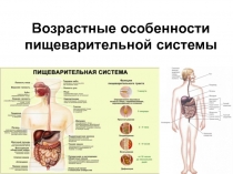 Возрастные особенности пищеварительной системы