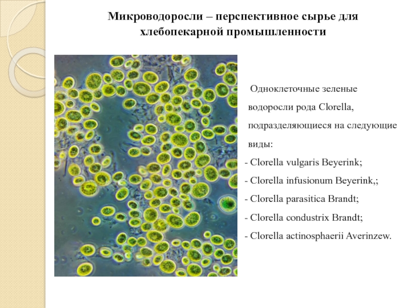 Микроводоросли – перспективное сырье для хлебопекарной промышленности Одноклеточные зеленые водоросли рода Clorella, подразделяющиеся на следующие виды: Clorella