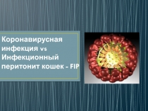 Коронавирусная инфекция vs Инфекционный перитонит кошек - FIP