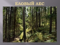 Еловый лес