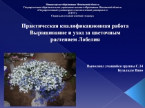 Практическая квалификационная работа Выращивание и уход за цветочным растением