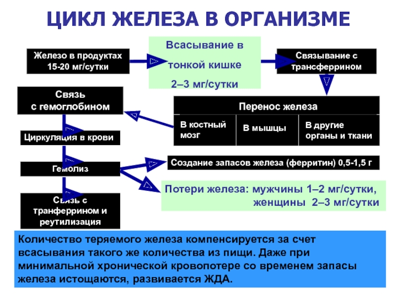 Цикл железа