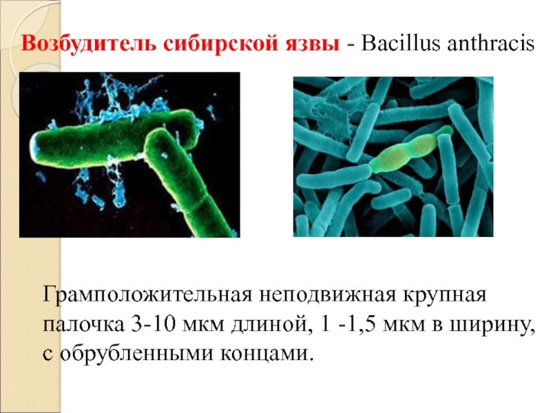 Сибирская язва микробиология клиника