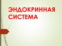 ЭНДОКРИННАЯ СИСТЕМА