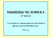 МЫШЦЫ ЧЕЛОВЕКА (2 часть) Составитель: преподаватель анатомии и физиологии