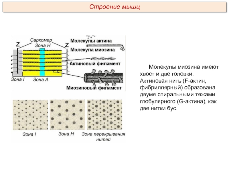 Мышцы задания егэ. Строение молекулы миозина. F актин как образуется. Хвост и головка миозина.