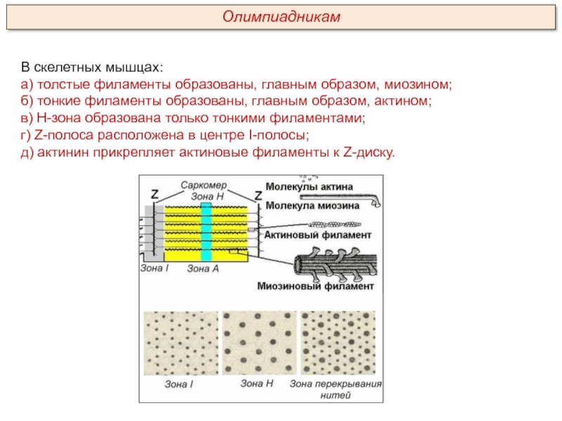 Скелетные мышцы образованные. Тонкие и толстые филаменты мышечной ткани. Структура скелетной мышцы тонкие филаменты. Строение тонкого и Толстого мышечных филаментов. Тонкие филаменты мышц образованы.