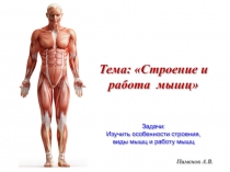 Пименов А.В.
Тема: Строение и работа мышц
Задачи:
Изучить особенности