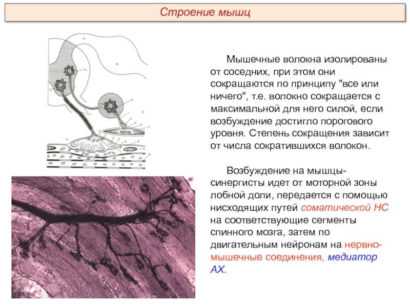 Мышцы задания егэ. Мышцы задание на соответствие.