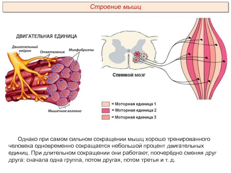 Схема двигательная единица