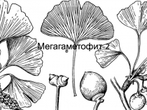 Мегагаметофит-2