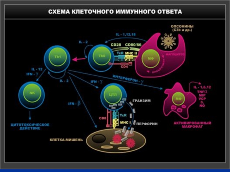 Вторичный иммунный ответ схема