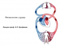 Физиология сердца Лекция проф. Н.П. Ерофеева