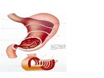 Пищеварение в желудке