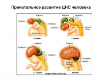 Пренатальное развитие ЦНС человека