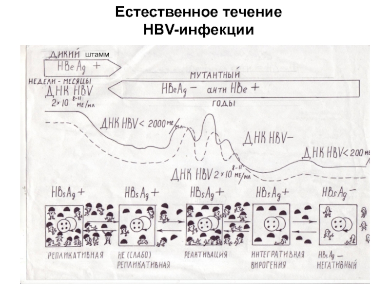 Естественное течение. Фазу) естественного течения HBV-инфекци.