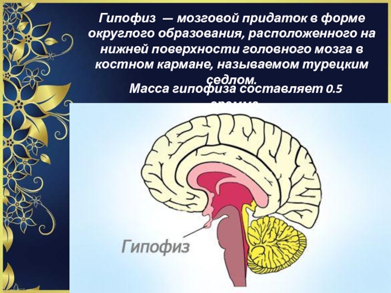 Гипофиз функции мозг. Гипофиз мозговой придаток. Гипофиз Нижний мозговой придаток. Функции гипофиза головного мозга. Гипофиз мозга функции.