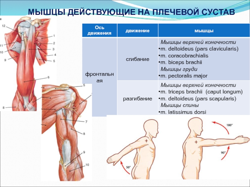 Биодинамика мышц презентация