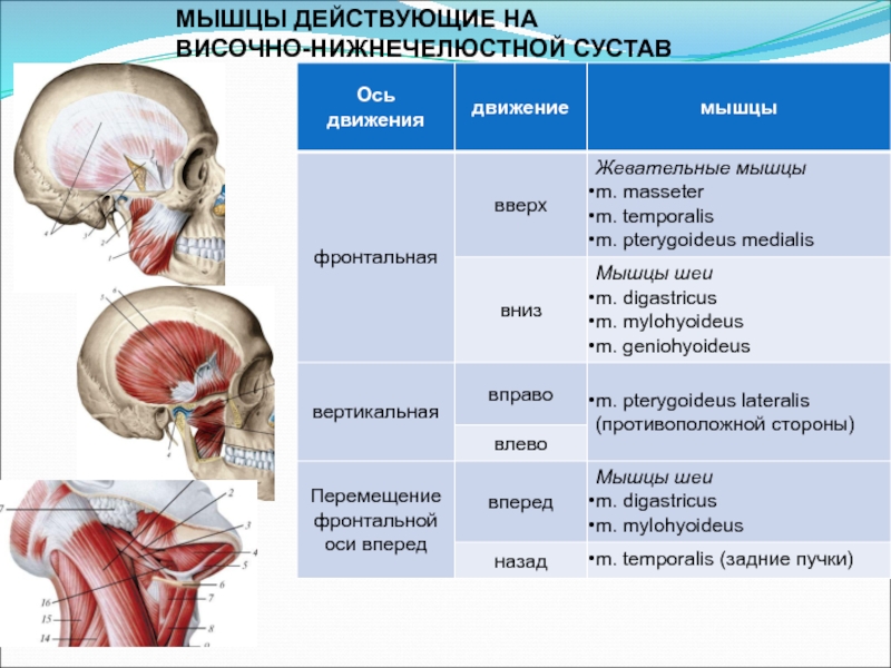 Биодинамика мышц презентация