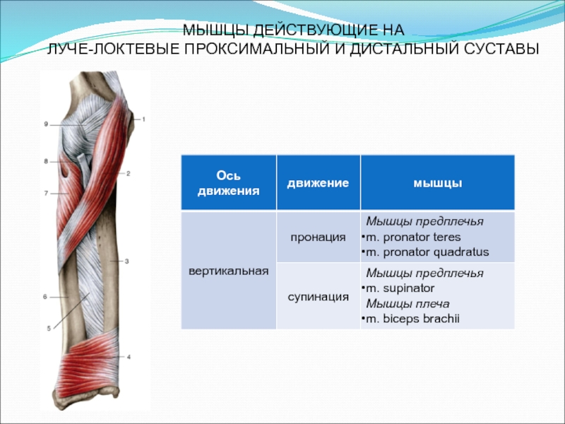 Биодинамика мышц презентация