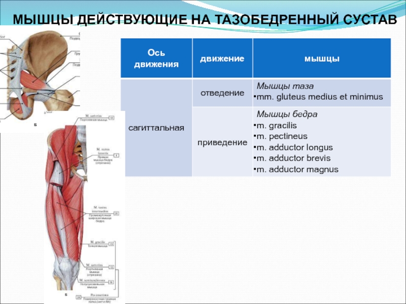 Какой цифрой на рисунке обозначены мышцы сгибающие и вращающие туловище вокруг продольной оси