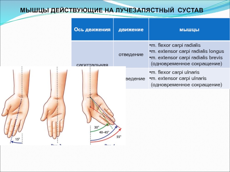 Биодинамика мышц презентация