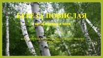 БЕРЕЗА ПОВИСЛАЯ Betula pendula Roth