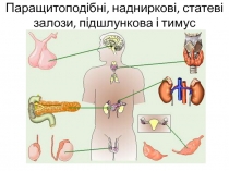 Паращитоподібні, надниркові, статеві залози, підшлункова і тимус