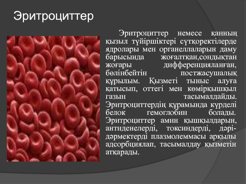 Эритроциттер. Эритроциттер дегеніміз не. Эритроциттер түзүл. Гемоглобин гистология. Интересный факт про развитие гистологии.