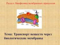 Раздел: Биофизика мембранных процессов
Тема: Транспорт веществ через