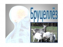 dИнфект-Лек№16-Бруцеллёз през
