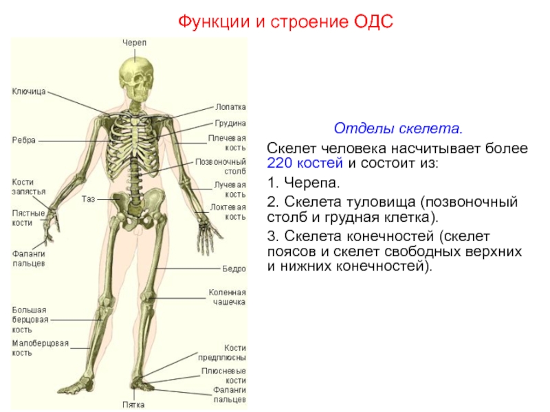 Схема отделы скелета