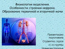 Физиология выделения. Особенности строения нефрона. Образование первичной и