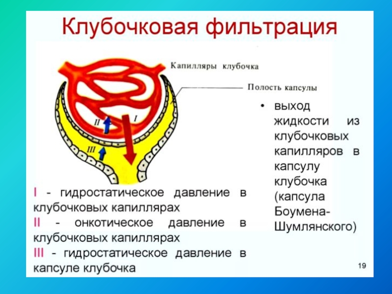 В капиллярном клубочке какая кровь. Физиология выделения презентация. Строение клубочка нефрона. Строение нефрона физиология. Строение нефрона ток первичной мочи.