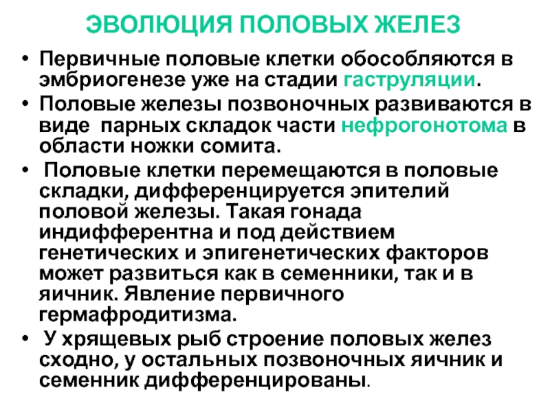 Согласно синтетической теории эволюции элементарным. Эволюция половых желез позвоночных. Эволюция слюнных желез позвоночных.