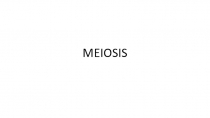 MEIOSIS