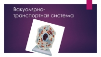 Вакуолярно -транспортная система
