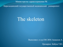 The skeleton