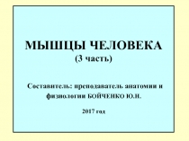 МЫШЦЫ ЧЕЛОВЕКА (3 часть) Составитель: преподаватель анатомии и физиологии