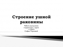 Строение ушной раковины