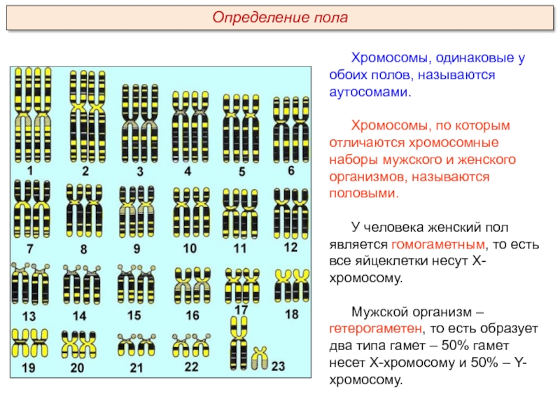 Одинаковые хромосомы. Хромосомы одинаковые у обоих полов.. Определить пол по хромосомам. Хромосомы определяющие пол организма называются аутос.