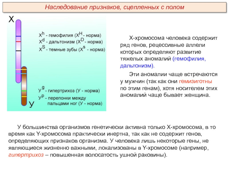 Люди которых содержат. Локализация некоторых генов в хромосомах человека. Генетика пола Пименов. Гемизиготный. Гемизиготный организм.