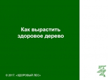 Как вырастить здоровое дерево