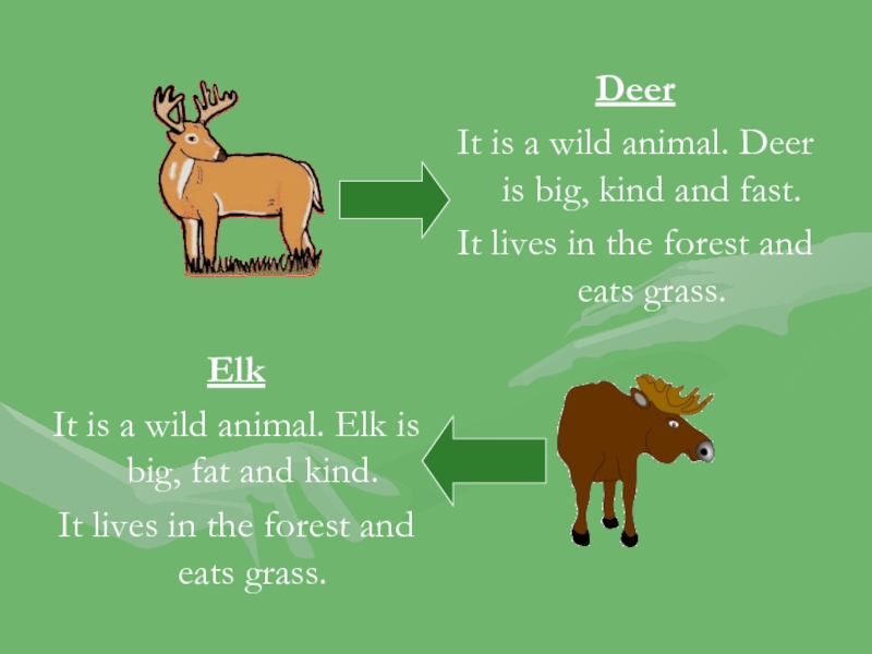 DeerIt is a wild animal. Deer is big, kind and fast.It lives in the forest and eats