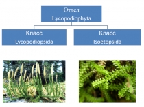 №6 плауны, хвощи