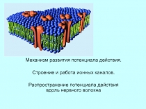 Механизм развития потенциала действия.
Строение и работа ионных