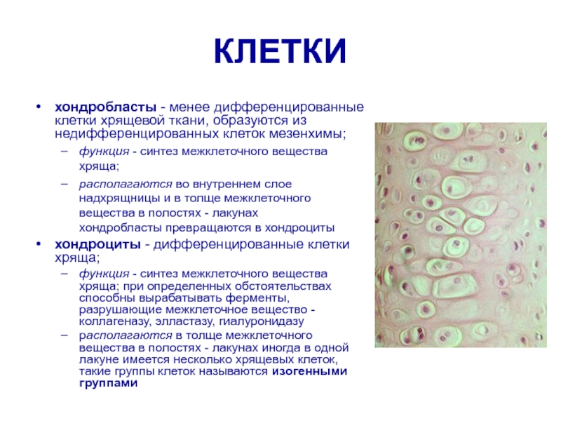 Какой тип ткани содержит в себе клетки изображенные на рисунке