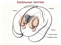 Базальные ганглии